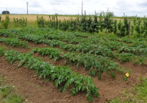 Pomme de terre : plantation, culture et récolte - Gamm vert
