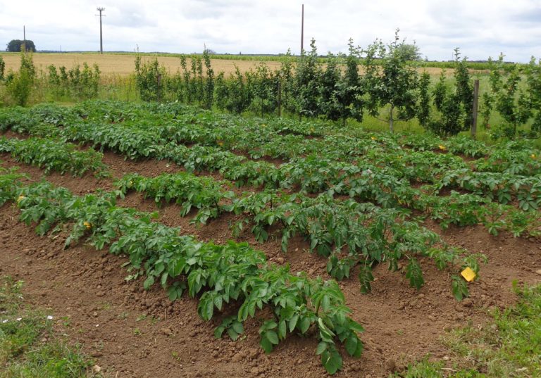 La Culture De La Pomme De Terre En 6 étapes Par La Bonne Graine 5615