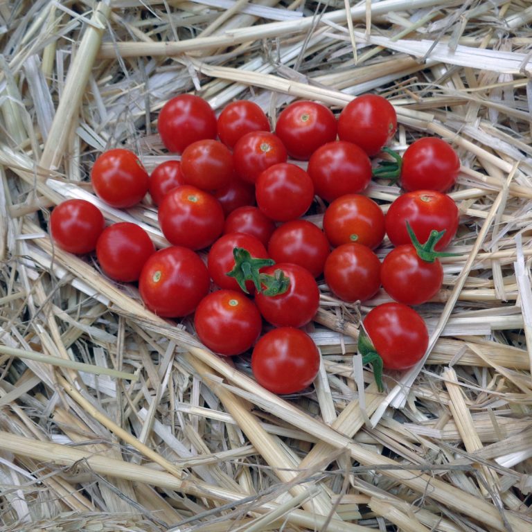 Comparatifs Tomates Cerises Et Cocktails : Saison 2 - Jardin D'Essai