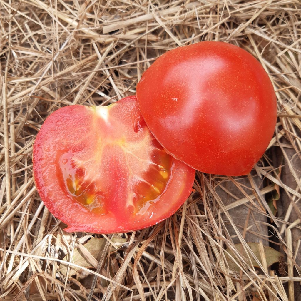 Tomate cerise Rubylicious greffée