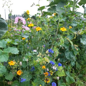 fleurs en cuisine