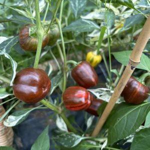 plant avec fruits madame paraplü