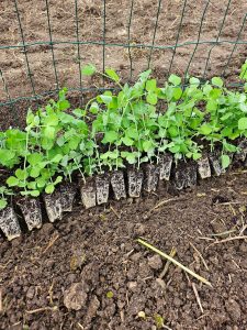 les mottes prête à planter