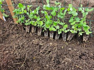 plantation de pois avec support