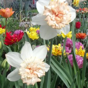 narcisses dans un parterre de fleurs