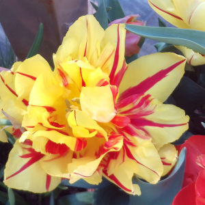 jolie tulipe double au jardin