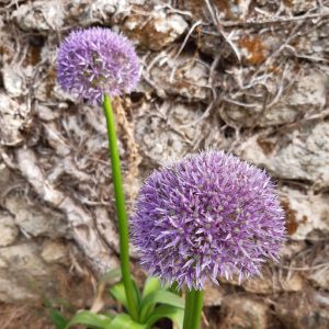 allium près d'un mur