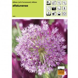 Allium aflatunense 