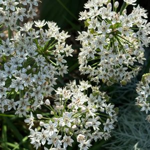 allium blanc