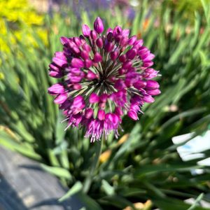 allium violet jardin