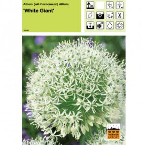 allium géant blanc