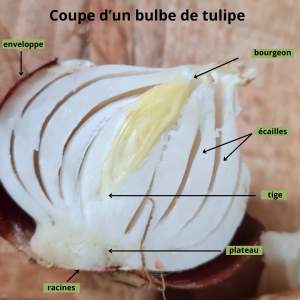 coupe en longueur d'un bulbe de tulipe