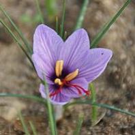 crocus à safran