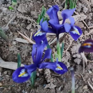 iris jardin