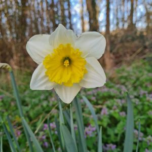 narcisse dans les bois