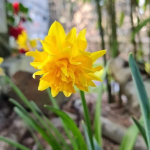 narcisse jaune jardin