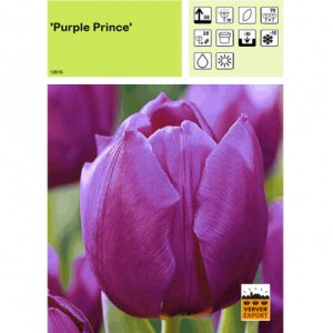 Tulipe prince 