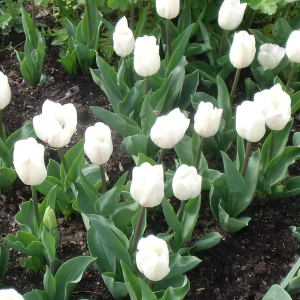 tulipe blanche jardin