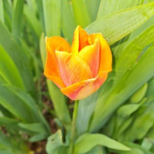 zoom sur une tulipe classique