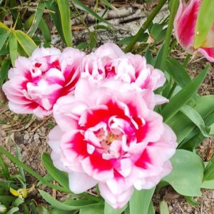 tulipes en forme de rose