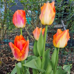 tulipes classiques orange rouge