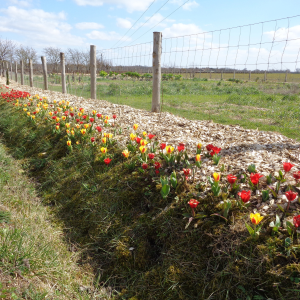 tulipes en bordure de jardin