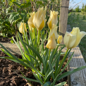 tulipes botaniques carré potager