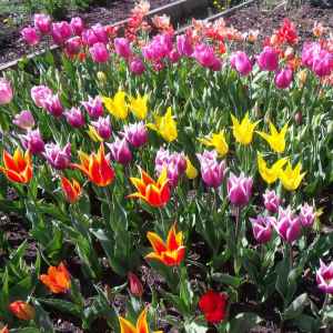 tulipes botaniques dans le jardin