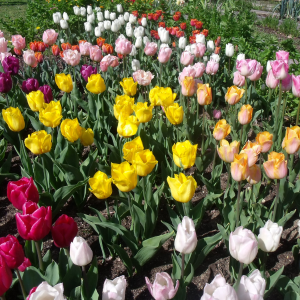 tulipes en carré de jardin