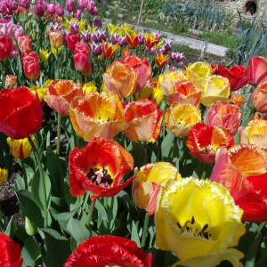 tulipes dentelles jardin