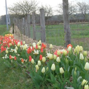 tulipes en bordure au jardin d'essai