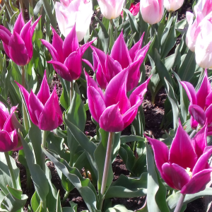 tulipe lys pourpre jardin