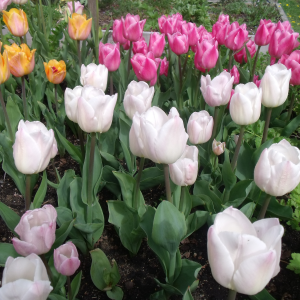 tulipes dans un parterre