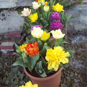 tulipes en pot