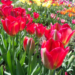 tulipes classiques dans le jardin